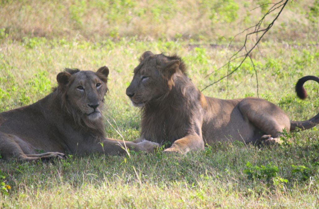 Reserve Devaliya Park Online Booking For A Safari
